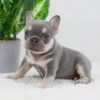 Image of Blaze, a French Bulldog puppy