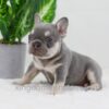 Image of Blaze, a French Bulldog puppy