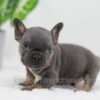 Image of Carter, a French Bulldog puppy