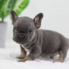 Image of Carter, a French Bulldog puppy