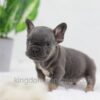 Image of Carter, a French Bulldog puppy