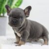 Image of Carter, a French Bulldog puppy