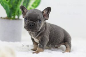 Image of Carter, a French Bulldog puppy