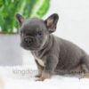 Image of Carter, a French Bulldog puppy