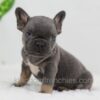 Image of Carter, a French Bulldog puppy