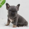 Image of Carter, a French Bulldog puppy