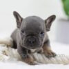Image of Carter, a French Bulldog puppy