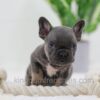 Image of Carter, a French Bulldog puppy