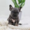 Image of Carter, a French Bulldog puppy