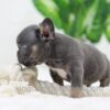 Image of Carter, a French Bulldog puppy