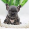 Image of Carter, a French Bulldog puppy