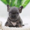 Image of Carter, a French Bulldog puppy