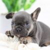 Image of Casper, a French Bulldog puppy