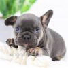 Image of Casper, a French Bulldog puppy