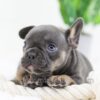 Image of Casper, a French Bulldog puppy