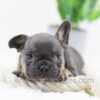 Image of Casper, a French Bulldog puppy