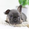Image of Casper, a French Bulldog puppy