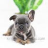 Image of Casper, a French Bulldog puppy