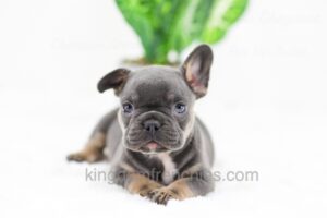 Image of Casper, a French Bulldog puppy
