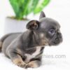 Image of Casper, a French Bulldog puppy
