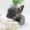 Image of Casper, a French Bulldog puppy
