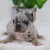 Image of Chase, a French Bulldog puppy