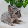Image of Chase, a French Bulldog puppy