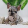 Image of Chase, a French Bulldog puppy