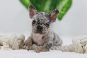 Image of Chase, a French Bulldog puppy