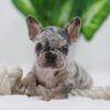 Image of Chase, a French Bulldog puppy