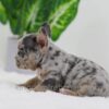 Image of Chase, a French Bulldog puppy