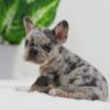 Image of Chase, a French Bulldog puppy