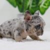 Image of Chase, a French Bulldog puppy