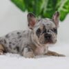Image of Chase, a French Bulldog puppy