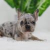 Image of Chase, a French Bulldog puppy