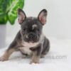 Image of Cocoa, a French Bulldog puppy