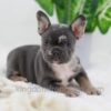 Image of Cocoa, a French Bulldog puppy