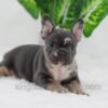 Image of Cocoa, a French Bulldog puppy