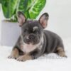 Image of Cocoa, a French Bulldog puppy