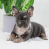 Image of Cocoa, a French Bulldog puppy