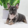 Image of Cocoa, a French Bulldog puppy
