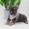 Image of Cocoa, a French Bulldog puppy