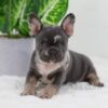 Image of Cocoa, a French Bulldog puppy
