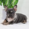Image of Cocoa, a French Bulldog puppy