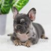 Image of Cocoa, a French Bulldog puppy