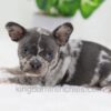 Image of Cody, a French Bulldog puppy