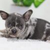 Image of Cody, a French Bulldog puppy