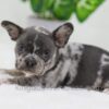 Image of Cody, a French Bulldog puppy