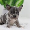 Image of Cody, a French Bulldog puppy