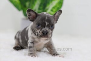 Image of Cody, a French Bulldog puppy